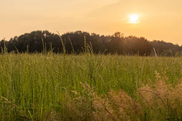 Літній пейзаж, поле з зеленою травою і горизонтом, фактурне небо заходу сонця, сонце — стокове фото