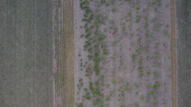 Campo rural árvore plantação ou fazenda, drone vista aérea movendo-se para baixo, Antuérpia, Bélgica — Vídeo de Stock