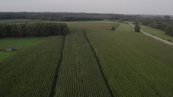 Drone aéreo de baja altitud disparado sobre campo de maíz verde que muestra grandes hojas de maíz se ha convertido en alimento básico en muchas partes del mundo con una producción total superior a la de trigo o arroz de alta calidad 4k — Vídeos de Stock