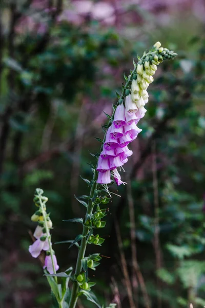 A Digitalis purpurea, azaz a közönséges rókakesztyű, a lila rókakesztyű vagy a belgiumi erdőkben természetes módon növő női kesztyű a Plantaginaceae családba tartozó virágzó növény, amely Európa nagy részén őshonos. — Stock Fotó