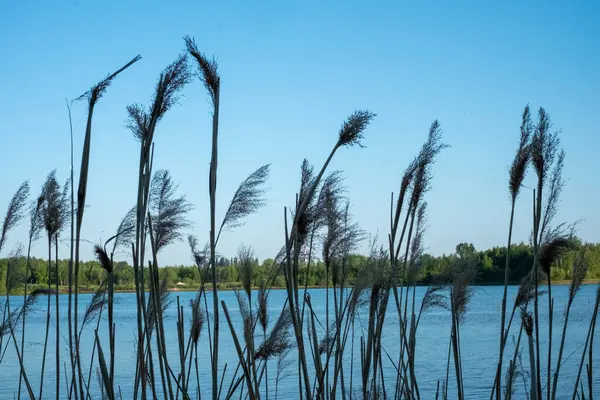 Blauer See hinter Gras und Unkraut — Stockfoto