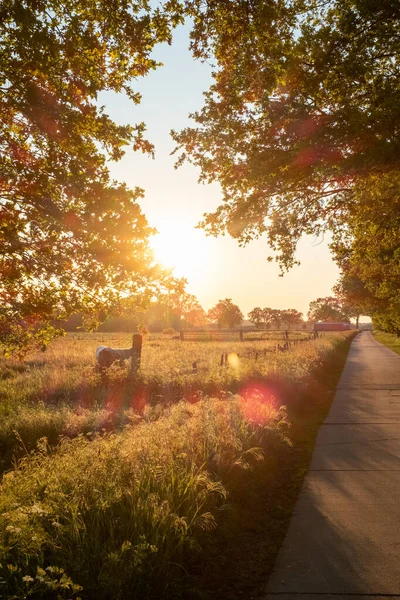 Корови на пасовищі на сході сонця осіннє світло — стокове фото