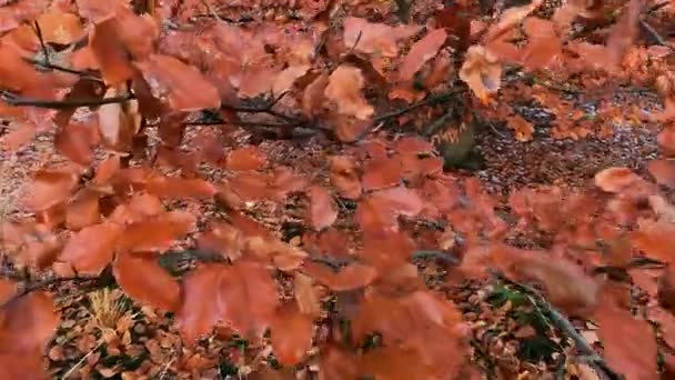 木々の上に赤い秋の葉。秋の鮮やかな黄色、オレンジ、赤の葉. — ストック動画