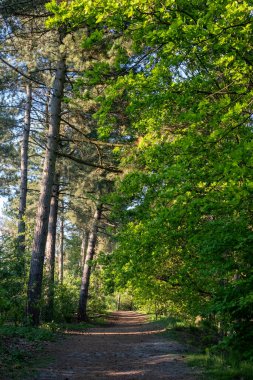 Ormanda taze, güneşli bir bahar sabahı, ağaçların arasındaki patikada güneş parlıyor.