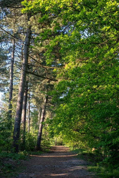 Una fresca, soleada, mañana de primavera en el bosque, con el sol brillando a través de los bosques en el camino entre los árboles — Foto de Stock