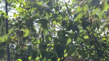 Yeşil yaprakları olan huş ağacı dalları rüzgarla savruluyor, güneş rüzgarlı yaz gününde yaprakların arasında parıldıyor.. 