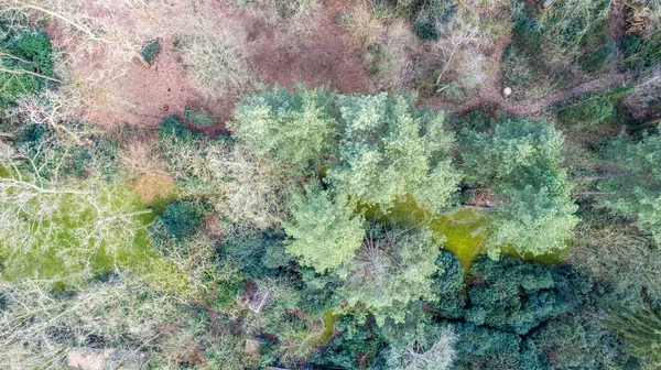Bezpośrednio nad dronem lotniczym pełne ujęcie ramki zielonych szmaragdowych lasów sosnowych i żółtych gajów liściastych z piękną fakturą wierzchołków drzew. Piękna sceneria jesienna. Góry jesienią złote kolory — Zdjęcie stockowe
