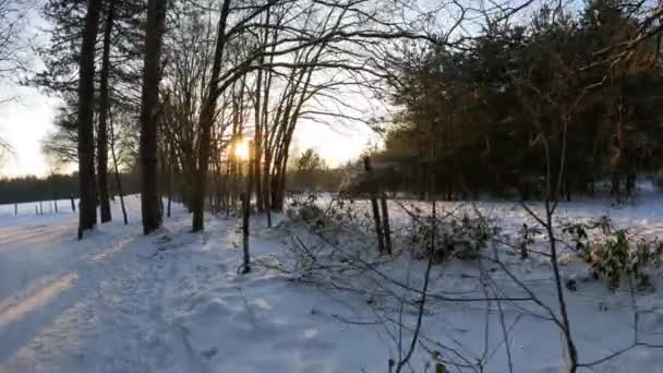 Snö fält rörelse på vintern natur vacker landskap — Stockvideo
