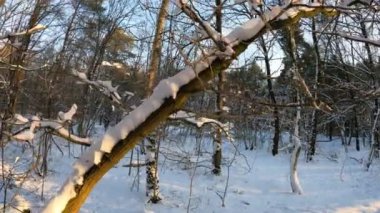 Kış mevsiminde kar tarlası hareketi. Güzel manzara.