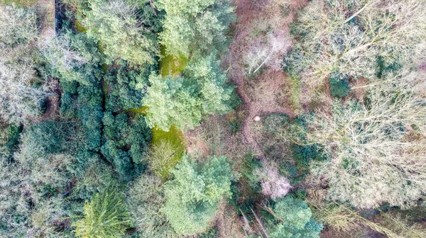 Přímo nad vzdušným bezpilotním letounem záběr zelených smaragdových borových lesů a žlutých listových hájů s krásnou strukturou vrcholů stromů. Nádherná podzimní scenérie. Hory v podzimních zlatých barvách — Stock fotografie