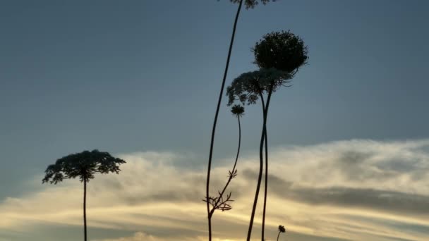 Primer plano Win annes encaje hierba con luz de fondo flor blanca al atardecer, en tiempo real 4K — Vídeo de stock