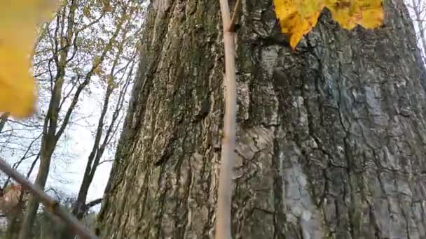 Ascendendo uma árvore — Vídeo de Stock