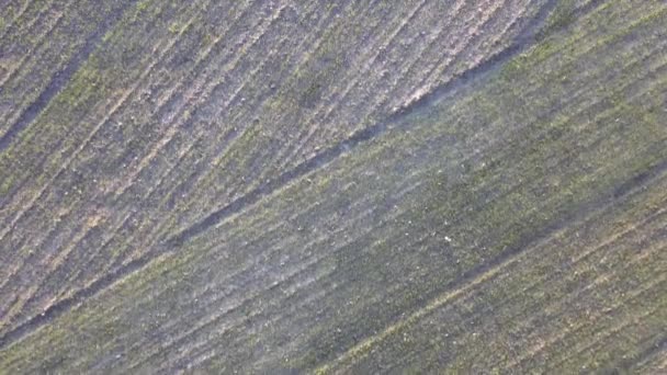 Hoogbouw Uitzicht vanuit de lucht over omgeploegde akkers tijdens zonnige dag en bos op de achtergrond. Hoge snelheid drone vlucht. — Stockvideo