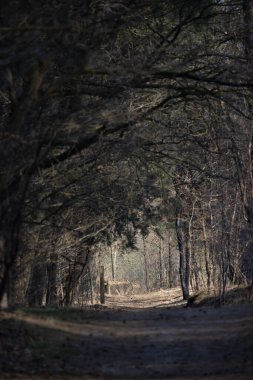 Mistik karanlık sonbahar ormanı, mavi sisli. Dallarında portakal yaprakları olan büyüleyici ağaçların olduğu bir manzara. Hayalperest, eski sisli ormanda yolu olan manzara. Sonbahar renkleri. Doğa. Eski tonlama