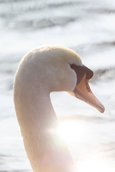 Portrait de beaux cygnes blancs sur un grand lac avec un ciel magnifique — Photo