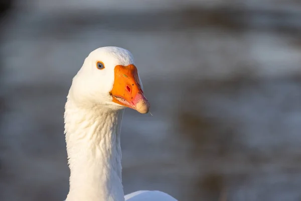 Retrato de belo ganso doméstico branco — Fotografia de Stock