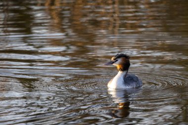 Büyük ibikli grebe, Podiceps kristali