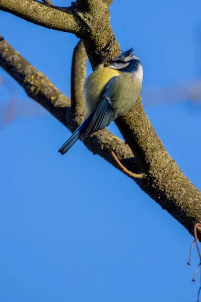 Eurasian Blue Tit, or Cyanistes caeruleus, is one of the most beautiful songbirds in the world. — 스톡 사진