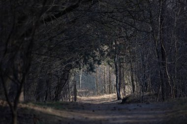 Mistik karanlık sonbahar ormanı, mavi sisli. Dallarında portakal yaprakları olan büyüleyici ağaçların olduğu bir manzara. Hayalperest, eski sisli ormanda yolu olan manzara. Sonbahar renkleri. Doğa. Eski tonlama
