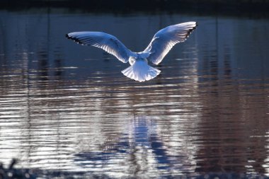 Tüylerinde güneş olan ve yüzeyine yansıyan martıları suyun üzerinde beslemek.