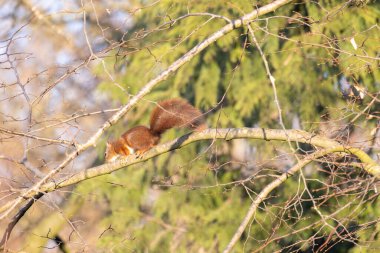 Ağaç gövdesinde tuhaf bir sincap var. Vahşi yaşam kavramları. O bir ağacın kabuğuna tutundu. Vahşi poz veren hayvanın fotoğrafı. Doğal ışık. Kameradan uzağa bakıyor.