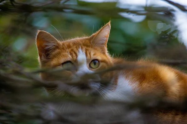 Beautiful Orange red and white Cat with tiger pattern in a Tree hiding behind the branches, hunting for food — Stock Photo, Image