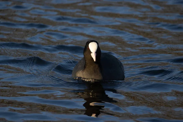 城市池塘里的野鸭在阳光明媚的日子里，拉丁富丽卡鸭（英语：Latin Fulica atra）是一种小水鸟，在城市水库的水中长有白色的喙. — 图库照片