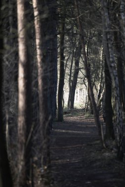 Mistik karanlık sonbahar ormanı, mavi sisli. Dallarında portakal yaprakları olan büyüleyici ağaçların olduğu bir manzara. Hayalperest, eski sisli ormanda yolu olan manzara. Sonbahar renkleri. Doğa. Eski tonlama