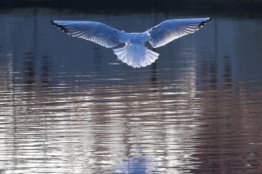 Tüylerinde güneş olan ve yüzeyine yansıyan martıları suyun üzerinde beslemek.