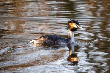 Büyük ibikli grebe, Podiceps kristali