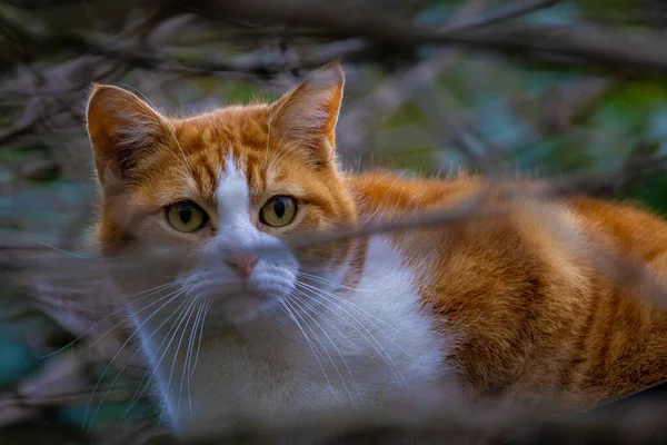 枝の後ろに隠れている木の虎のパターンを持つ美しいオレンジ赤と白の猫、食べ物を探す — ストック写真