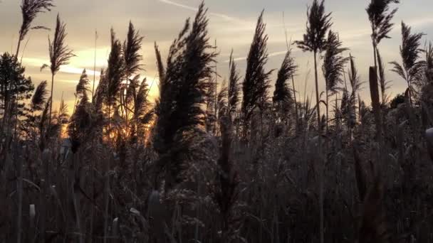 美しい葦の装飾梅の草は、夕方の日没の空に対して手を振る。きれいな空気。映画的、閉鎖的, — ストック動画