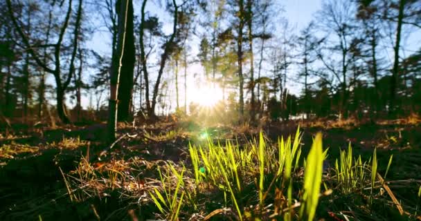 Raios de sol quentes iluminando os troncos das árvores e da grama em uma floresta europeia. A tranquilidade da manhã de verão na floresta — Vídeo de Stock