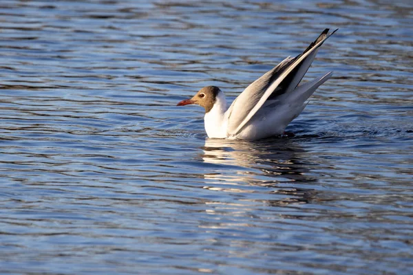 Grote kuif grebe, Podiceps cristatus — Stockfoto