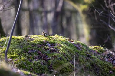 Rijkevorsel, Antwerp, Belçika 'da nemli, yosun kaplı bir ormandan gün ışığı ışınları yükseliyor.