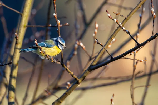 Eurasian Blue Tit, or Cyanistes caeruleus, is one of the most beautiful songbirds in the world. — стокове фото