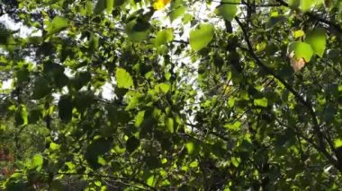 Ağlayan huş ağacının yapraklarını kes rüzgarda esen yapraklarla