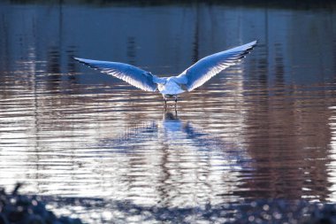 Tüylerinde güneş olan ve yüzeyine yansıyan martıları suyun üzerinde beslemek.
