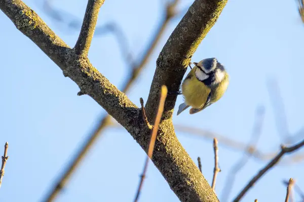 Eurasian Blue Tit, or Cyanistes caeruleus, is one of the most beautiful songbirds in the world. — 스톡 사진