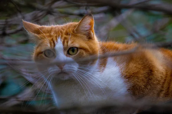 Linda laranja vermelha e branca Gato com padrão de tigre em uma árvore escondida atrás dos galhos, à procura de comida — Fotografia de Stock