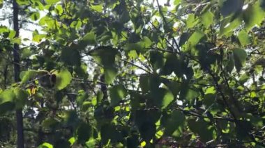 Ağlayan huş ağacının yapraklarını kes rüzgarda esen yapraklarla