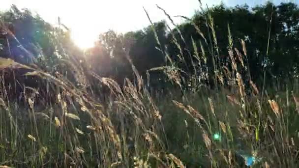 Bella canna erba pennacchio ornamentale agitando contro il cielo tramonto sera. Aria pulita. Cinematico, Primo piano, — Video Stock