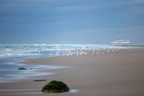 キャップ・ブラン・ネズ・フランスの海岸のボートと鳥 — ストック写真