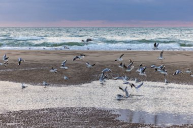 Sahilde Köpüklü Dalgalar ve Martılar,