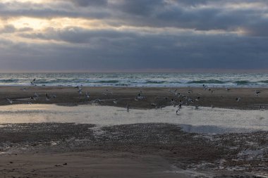 deniz kıyısı üstünde martılar