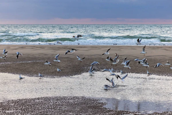 Sahilde Köpüklü Dalgalar ve Martılar,