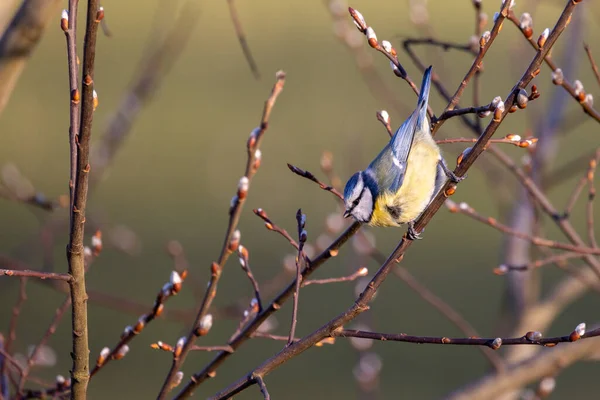 Eurasian Blue Tit, or Cyanistes caeruleus, is one of the most beautiful songbirds in the world. — 스톡 사진