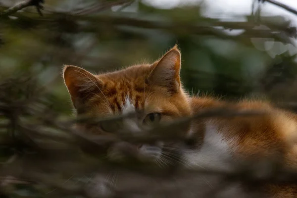 Linda laranja vermelha e branca Gato com padrão de tigre em uma árvore escondida atrás dos galhos, à procura de comida — Fotografia de Stock