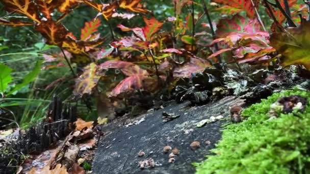 落叶散落在地上,背景上撒满了水.你可以看到地上的绿草. — 图库视频影像