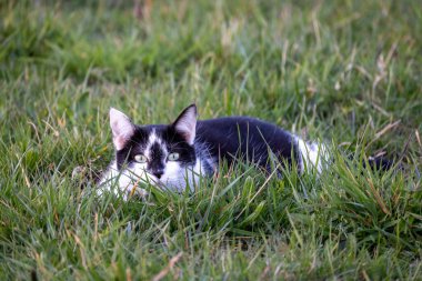 yalan yeşil çim çim, sığ derinliği alan portre sevimli siyah kedi. 
